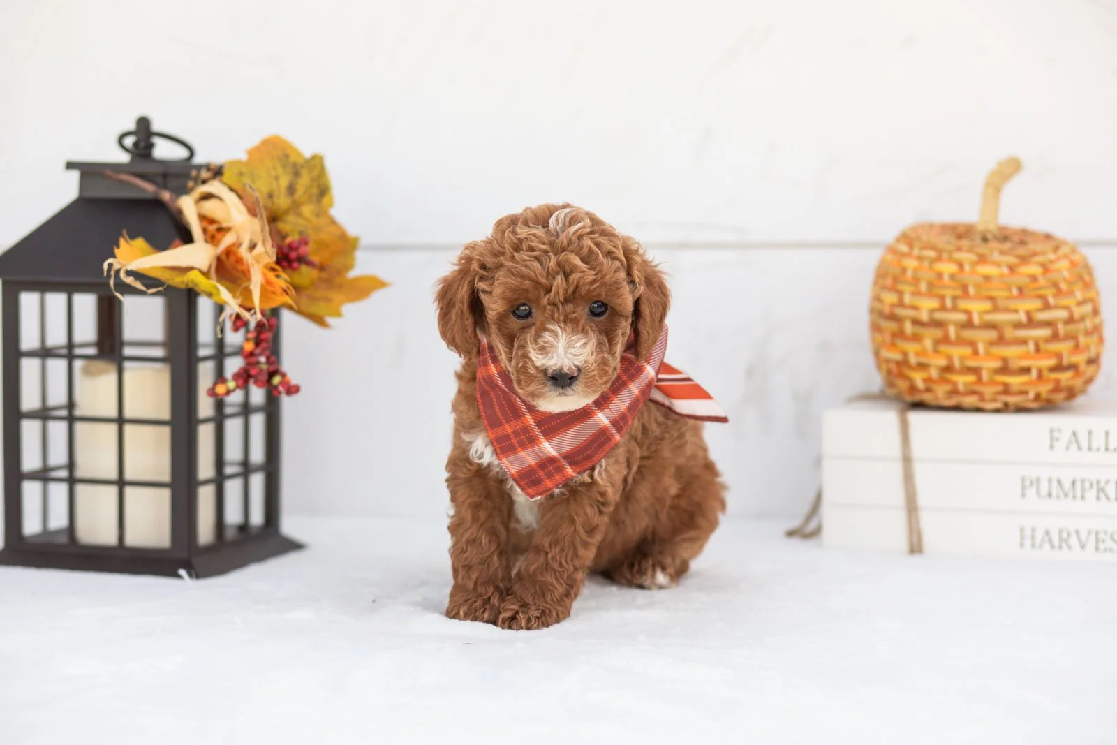 Secretariet goldendoodle for sale 3.jpg