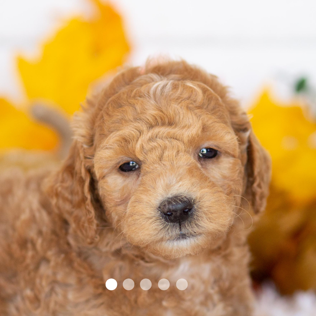 Copy of FBP Design.png