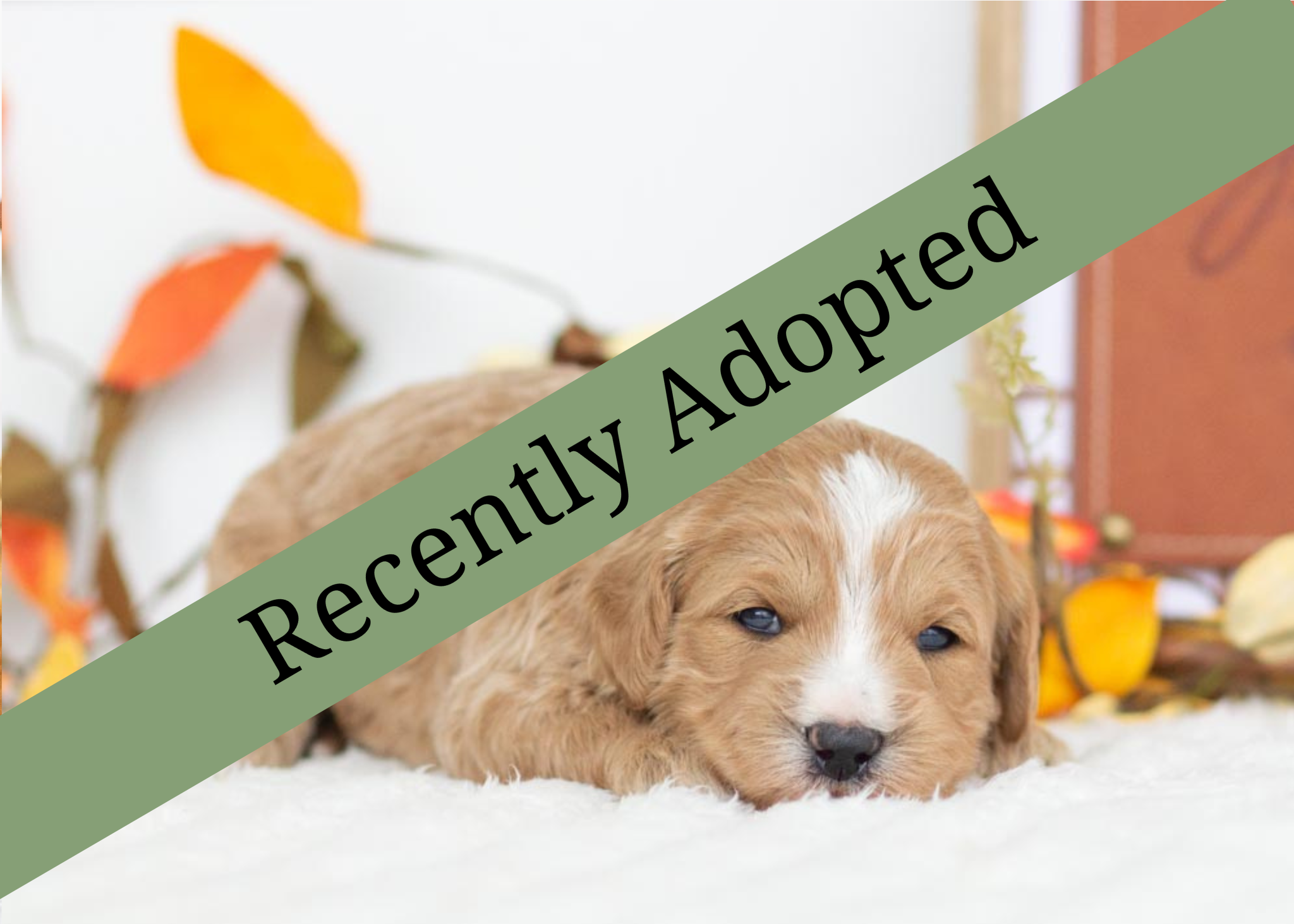 goldendoodle for sale