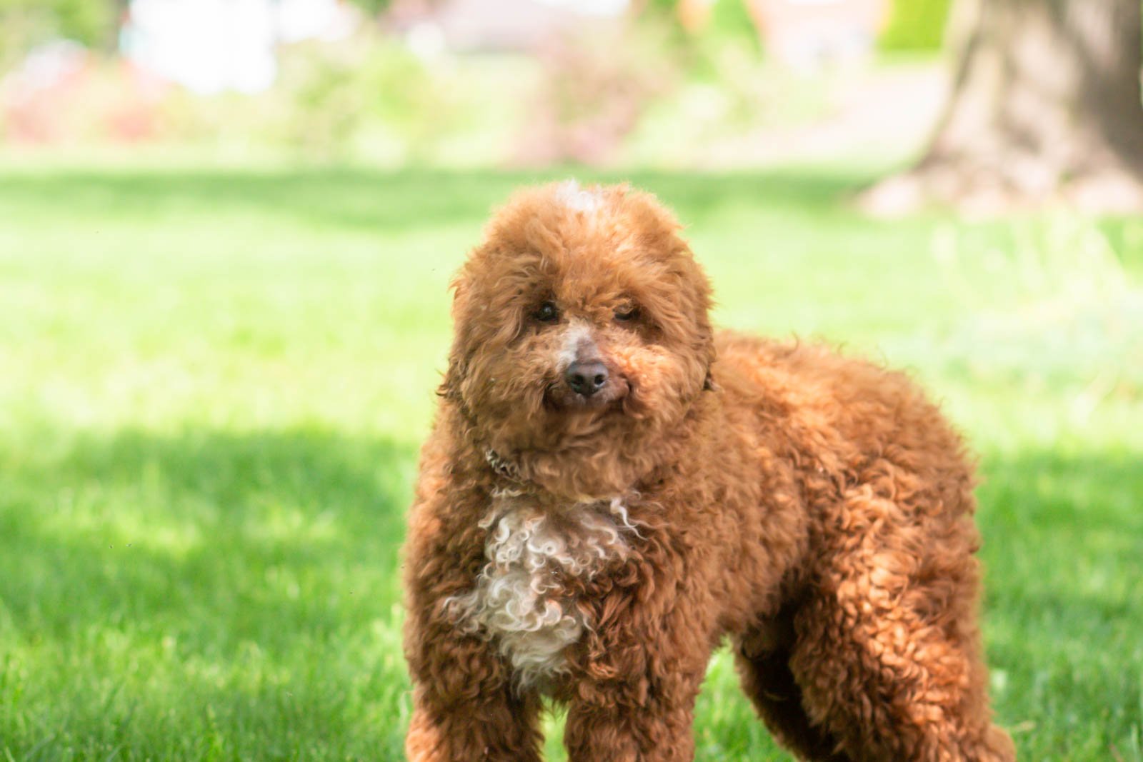 dad poodle