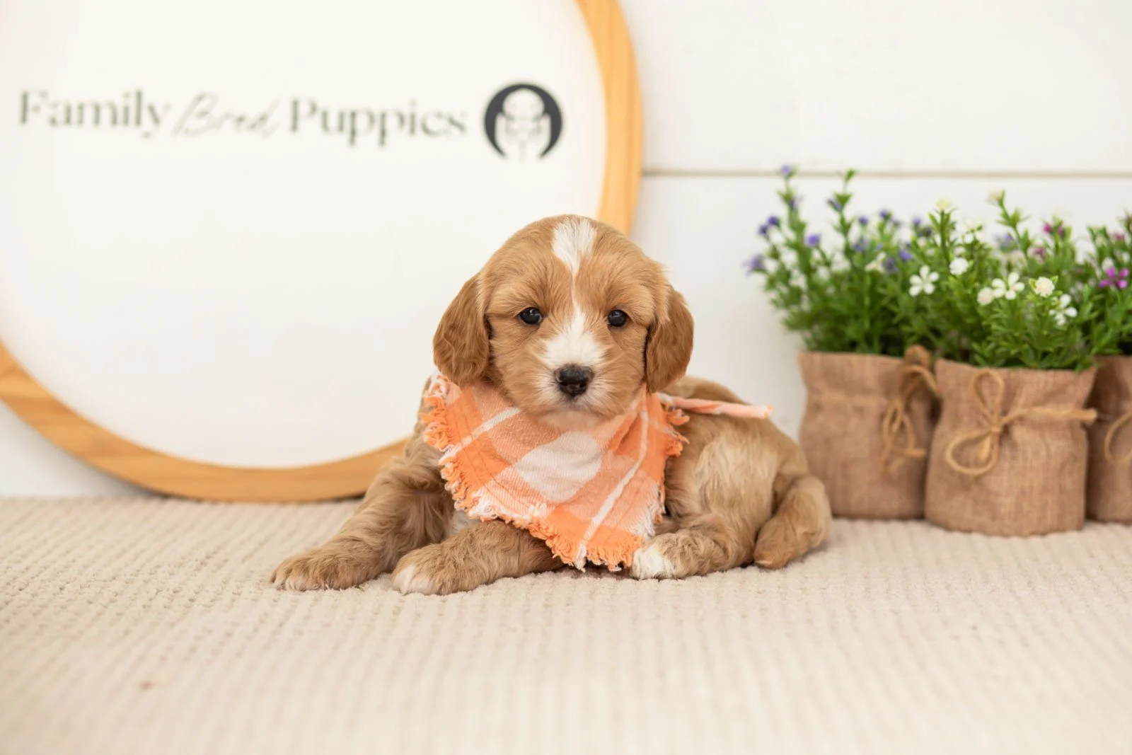 Blaze goldendoodle for sale(1).jpg
