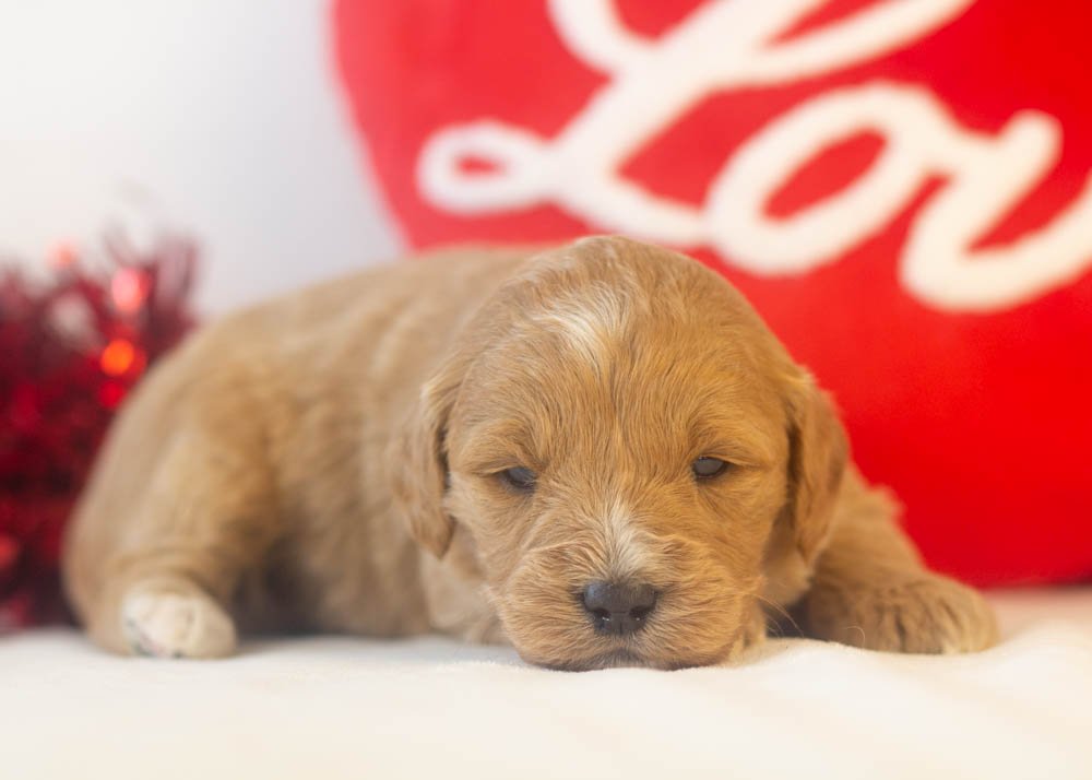java goldendoodle for sale(2).jpg