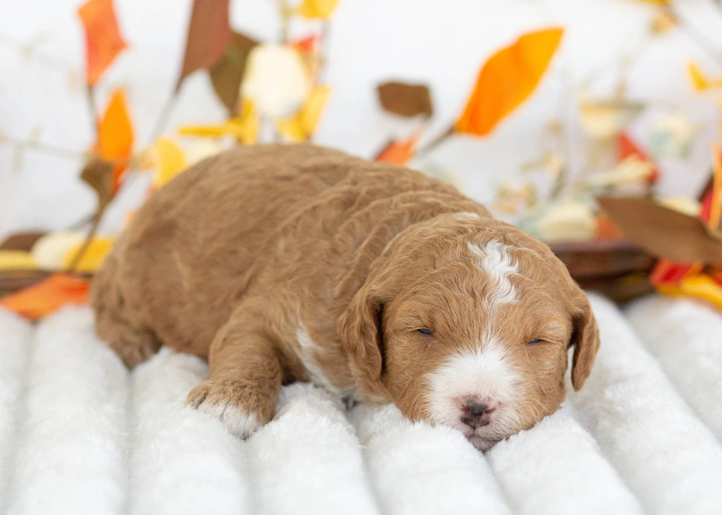 Dior goldendoodle for sale(2).jpg