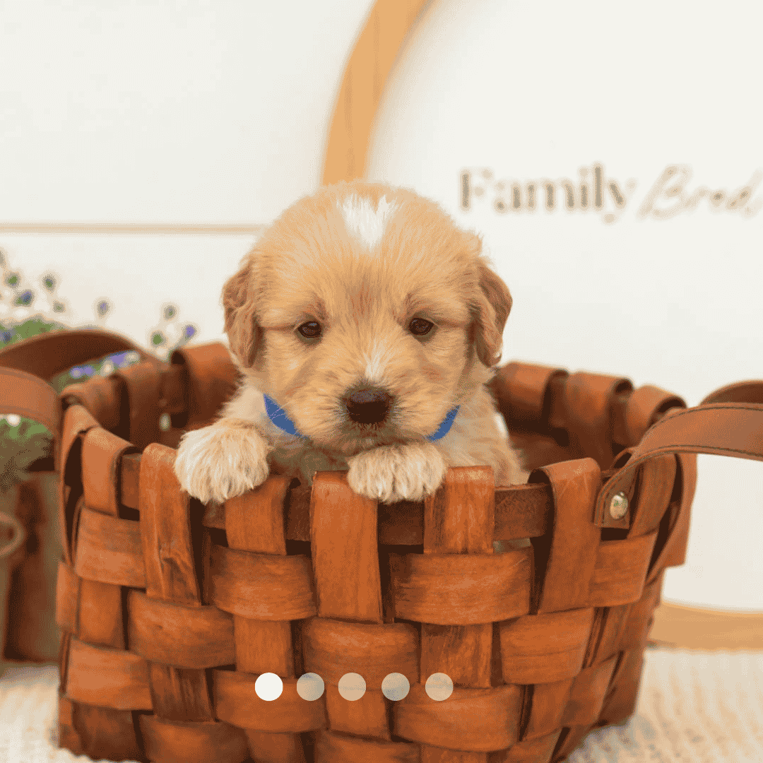 template 1.png