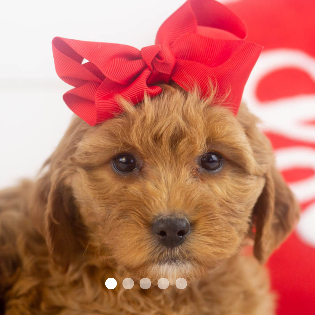 Copy of FBP Design.png