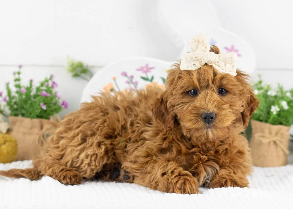 candy goldendoodle for sale.jpg