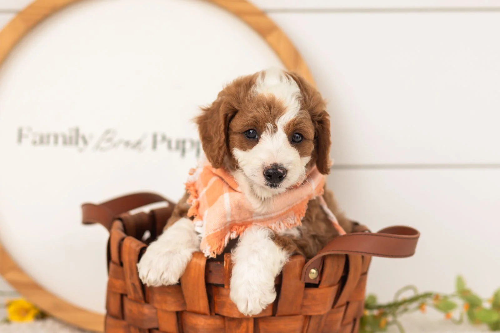 Rocket goldendoodle for sale(3).jpg