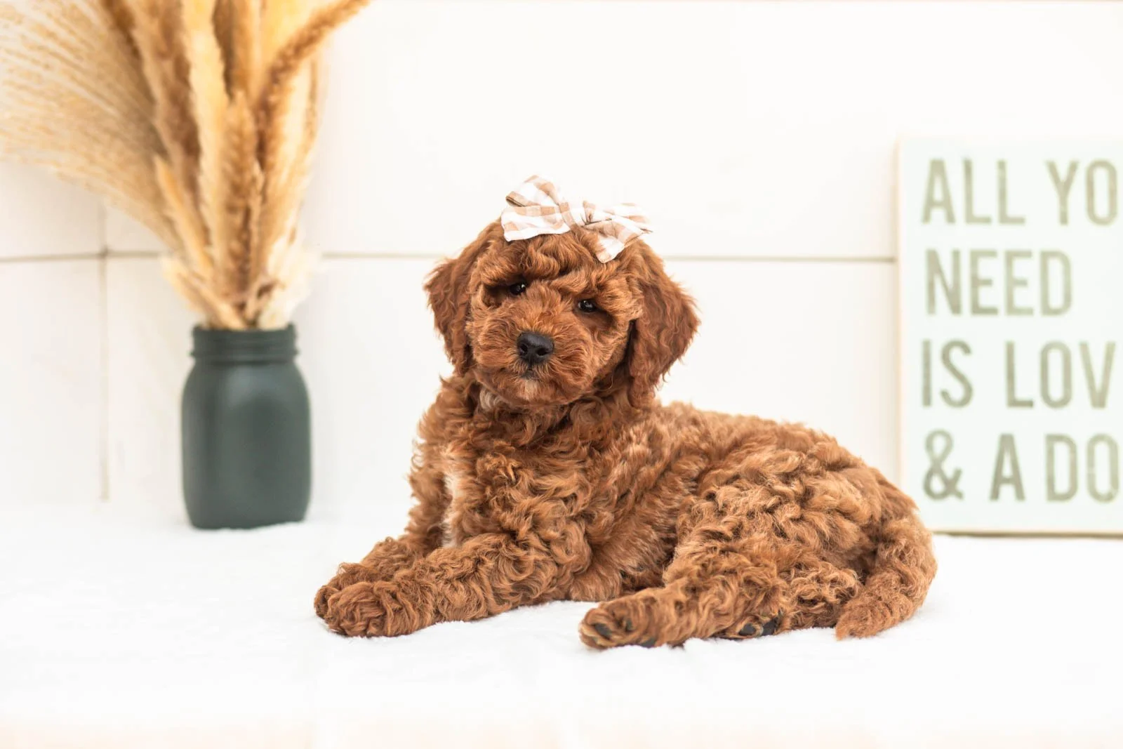 Sardine goldendoodle for sale(4).jpg