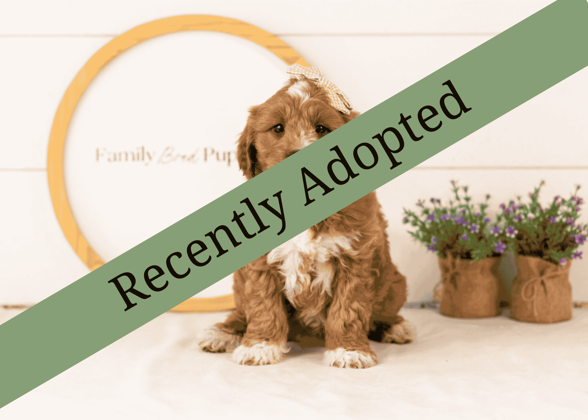 goldendoodle for sale