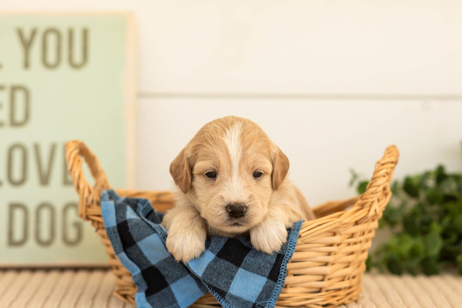 Plum goldendoodle for sale(2).jpg
