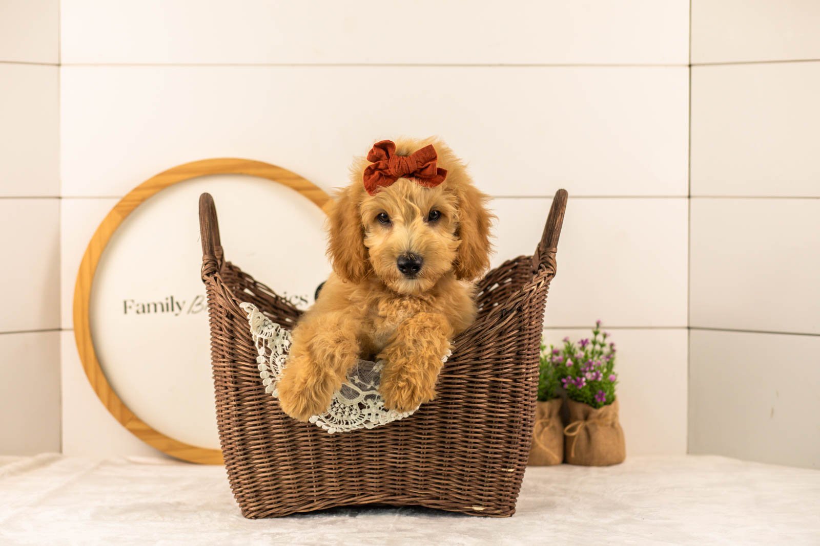 Marty goldendoodle for sale(1).jpg