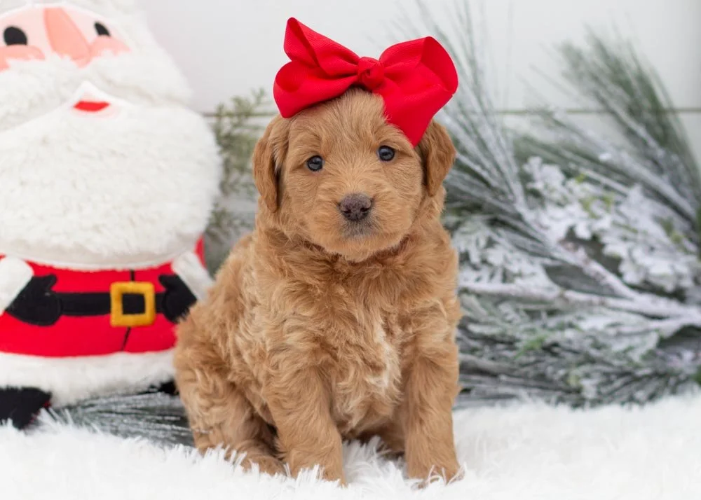 Sweet Potato goldendoodles for sale(3).jpg