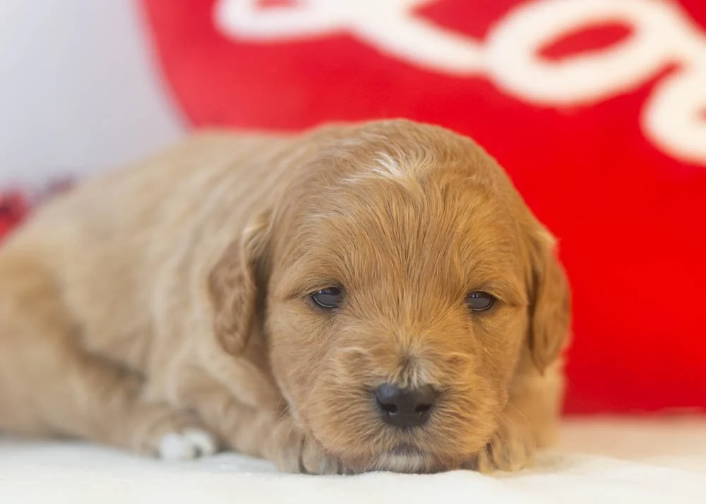 americano goldendoodle for sale(2).jpg