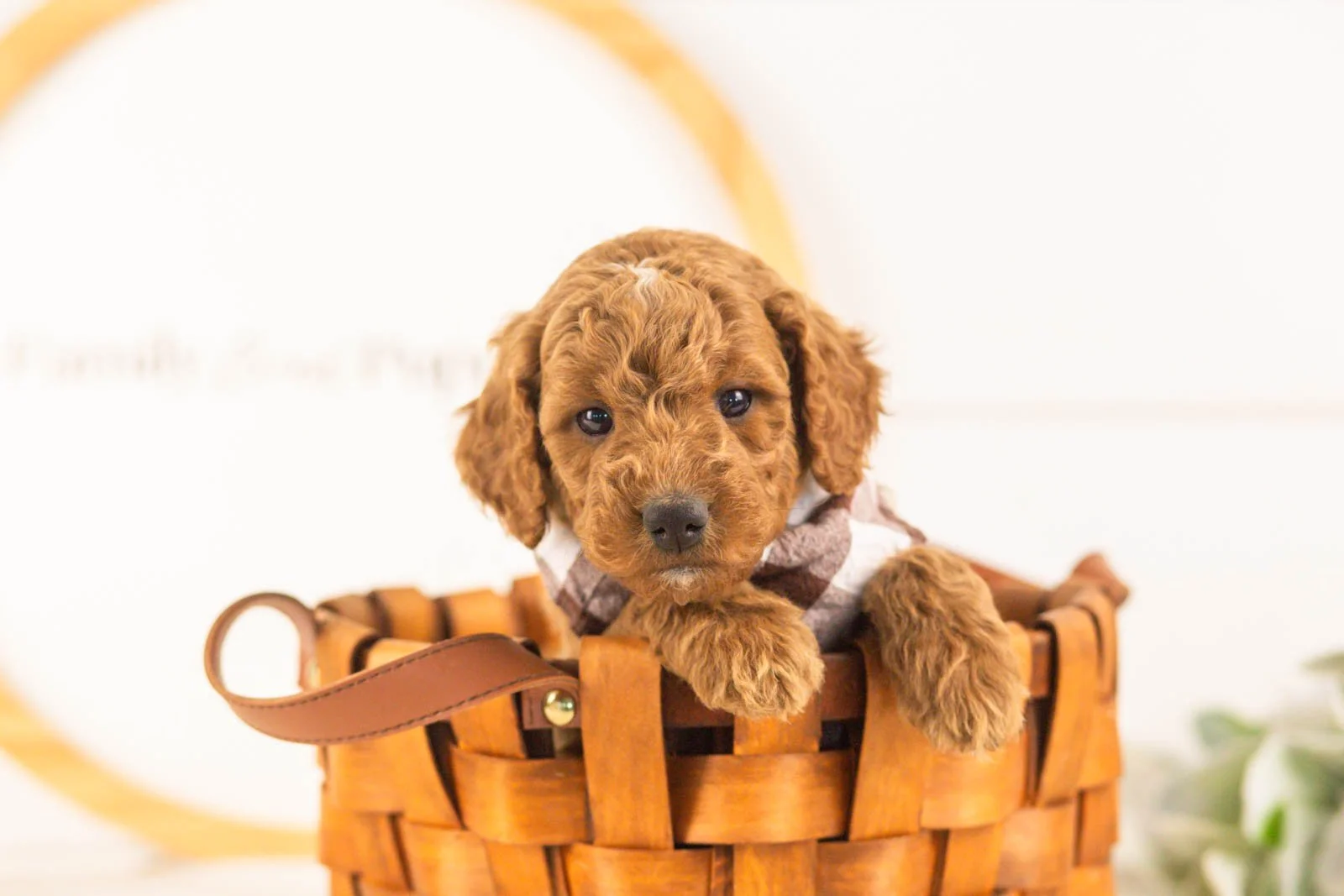 Denali goldendoodle for sale(2).jpg