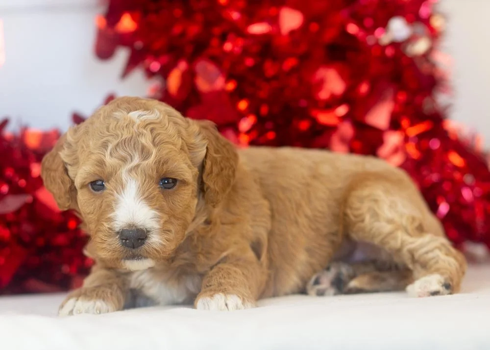 Amore goldendoodle for sale.jpg