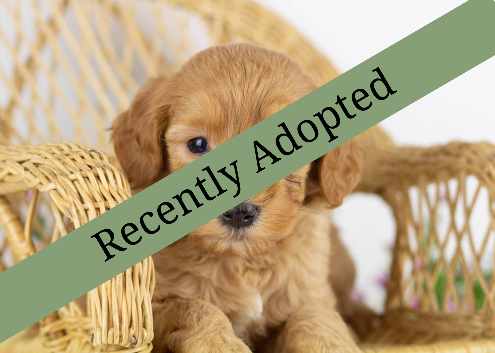 goldendoodle for sale