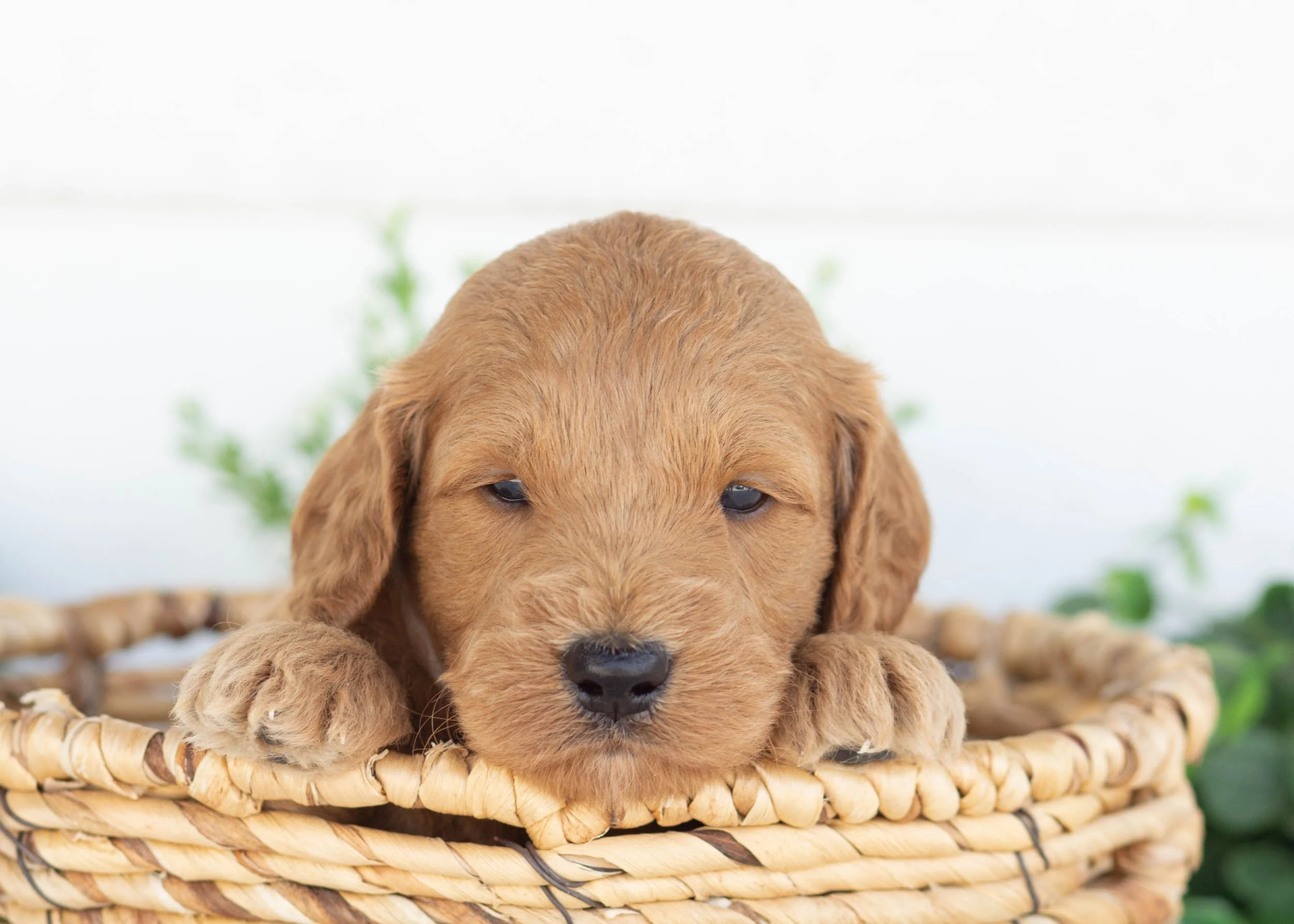 Kona Goldendoodle For sale.jpg