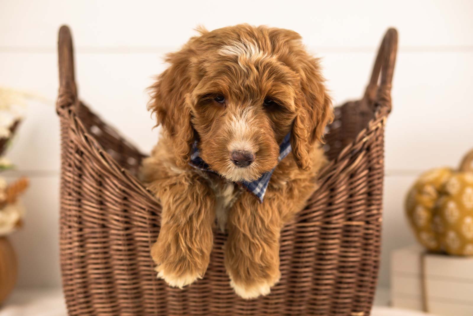 Andes goldendoodle for sale 1.jpg