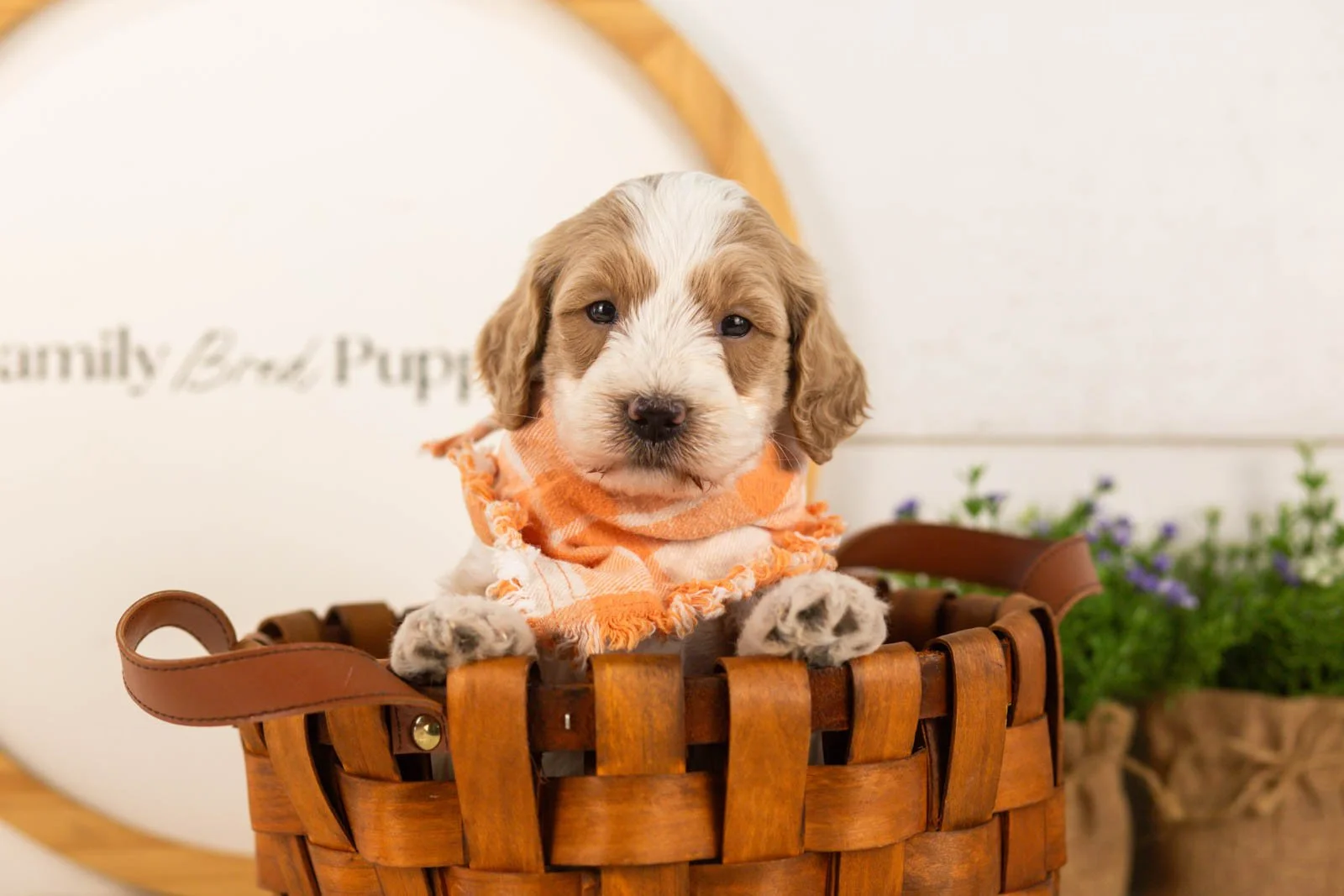 Peter goldendoodle for sale(2).jpg