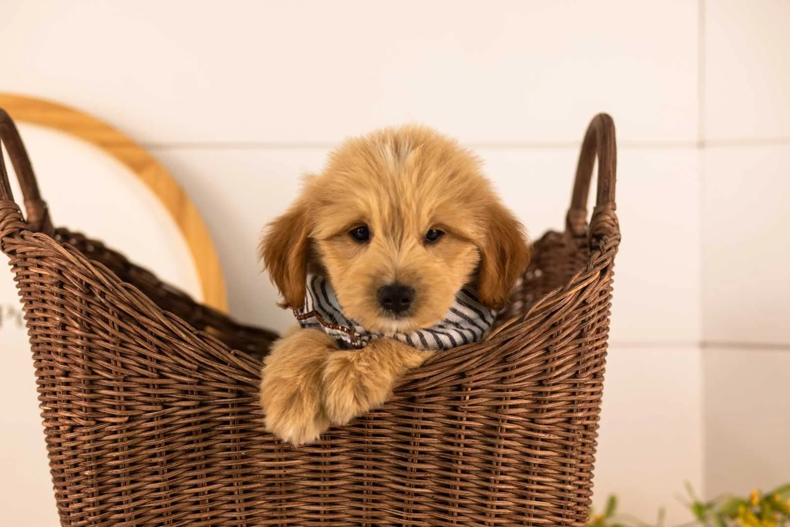 Ethan goldendoodle for sale(3).jpg