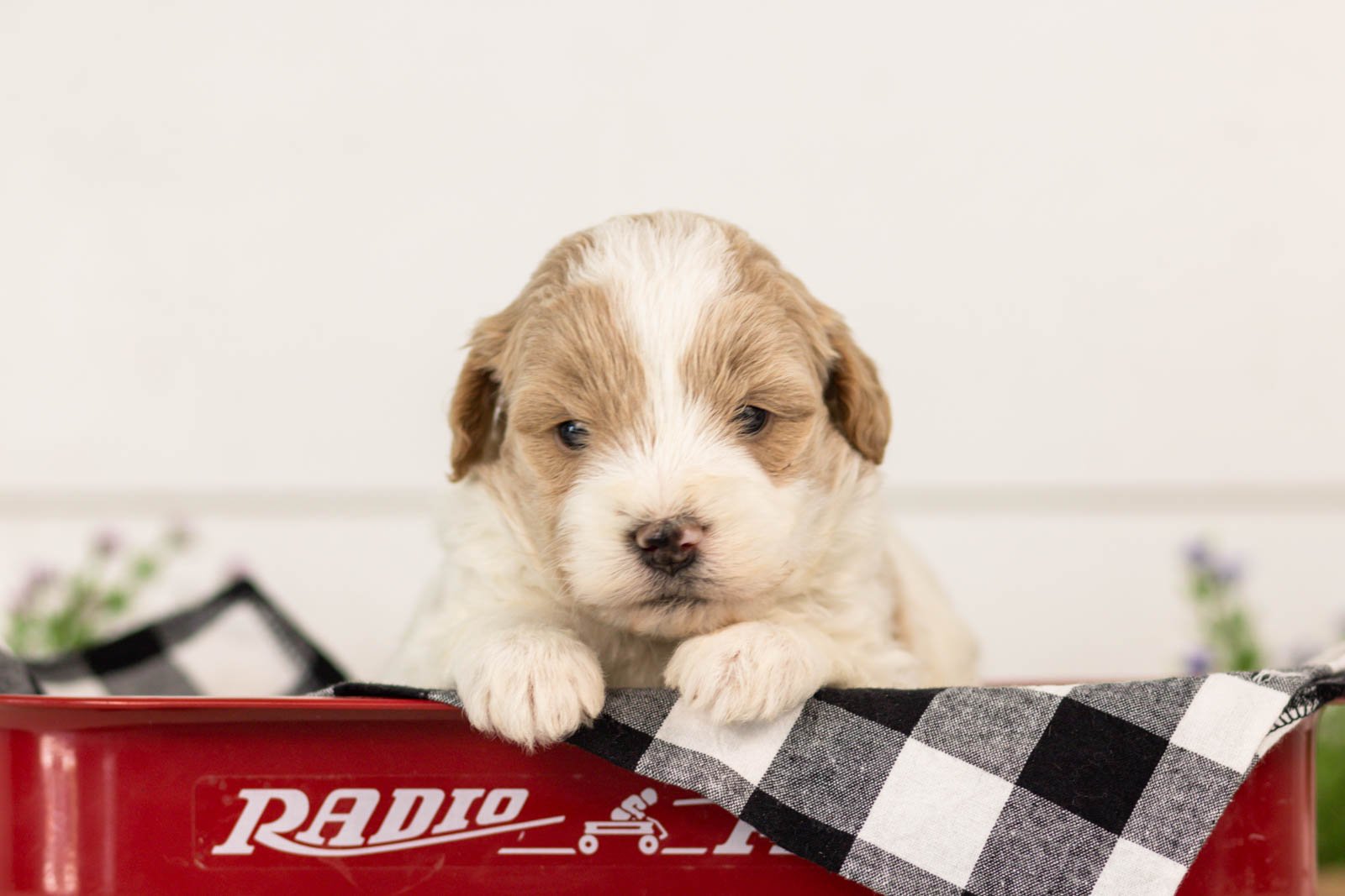 Dee goldendoodle for sale.(3).jpg