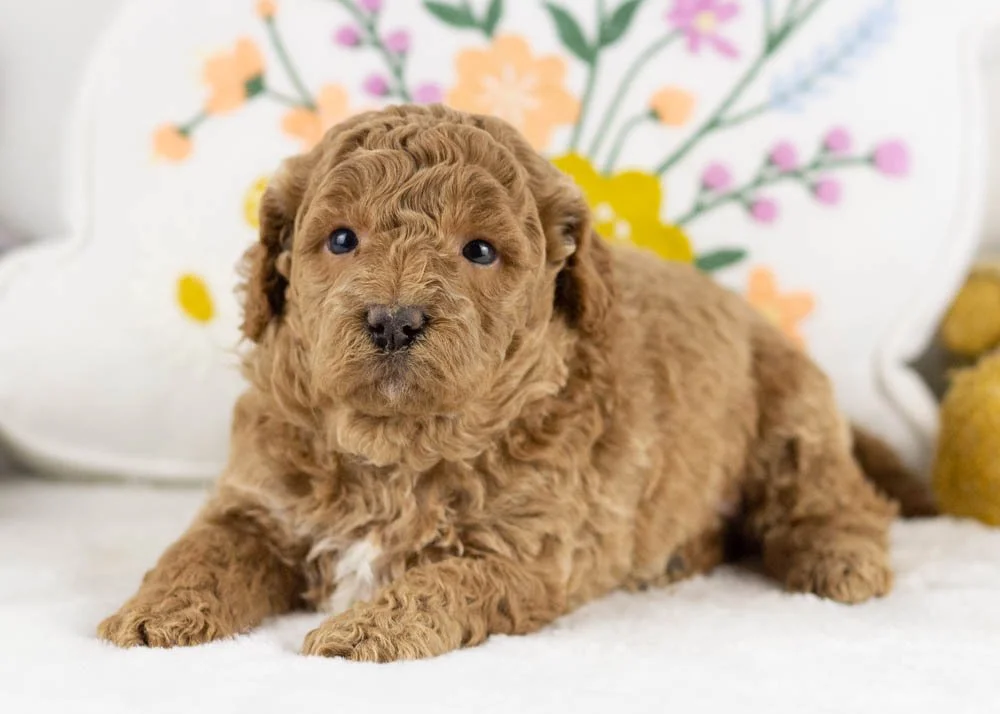 jasmine goldendoodle for sale(3).jpg