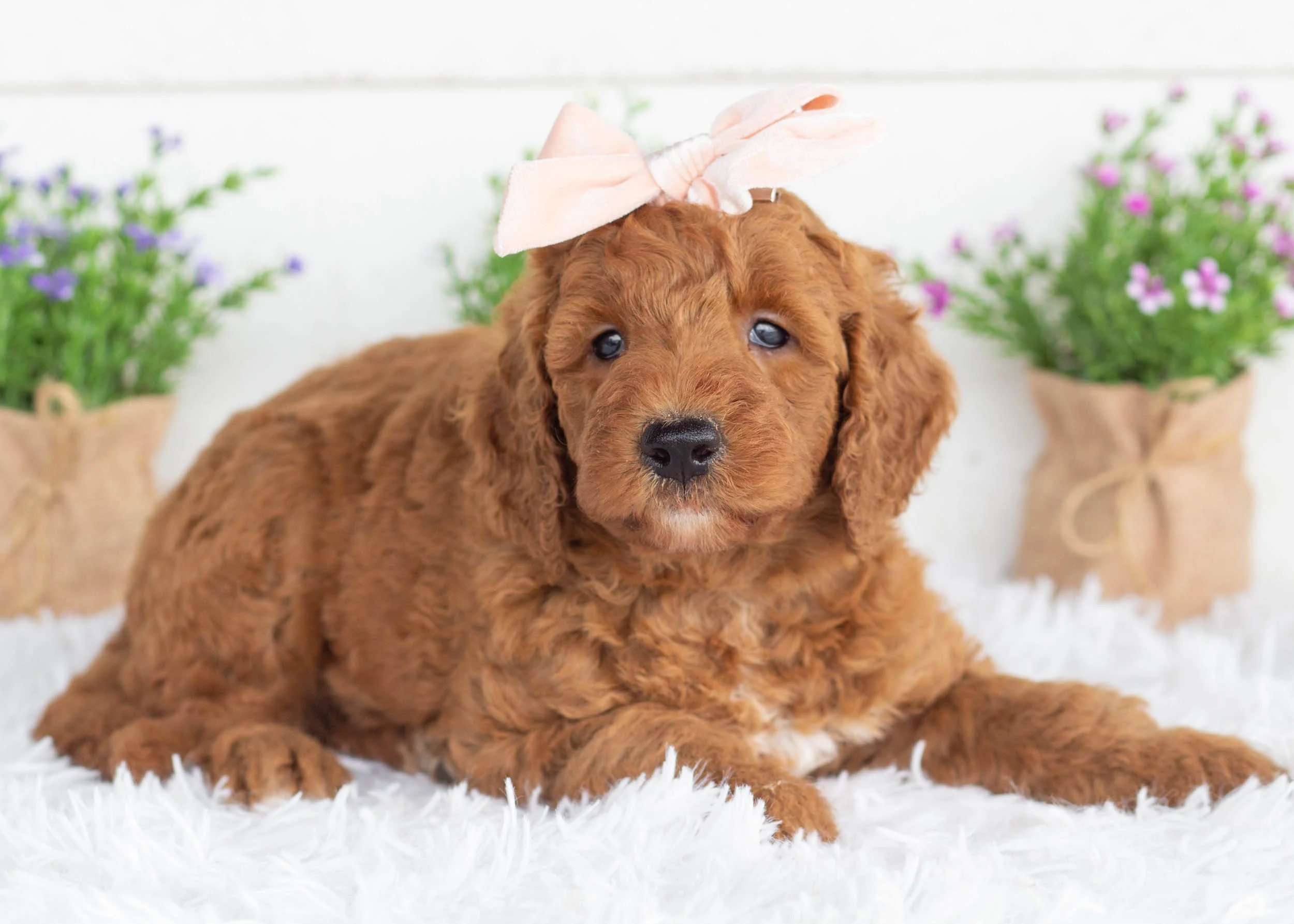 Astrid goldendoodle for sale(1).jpg