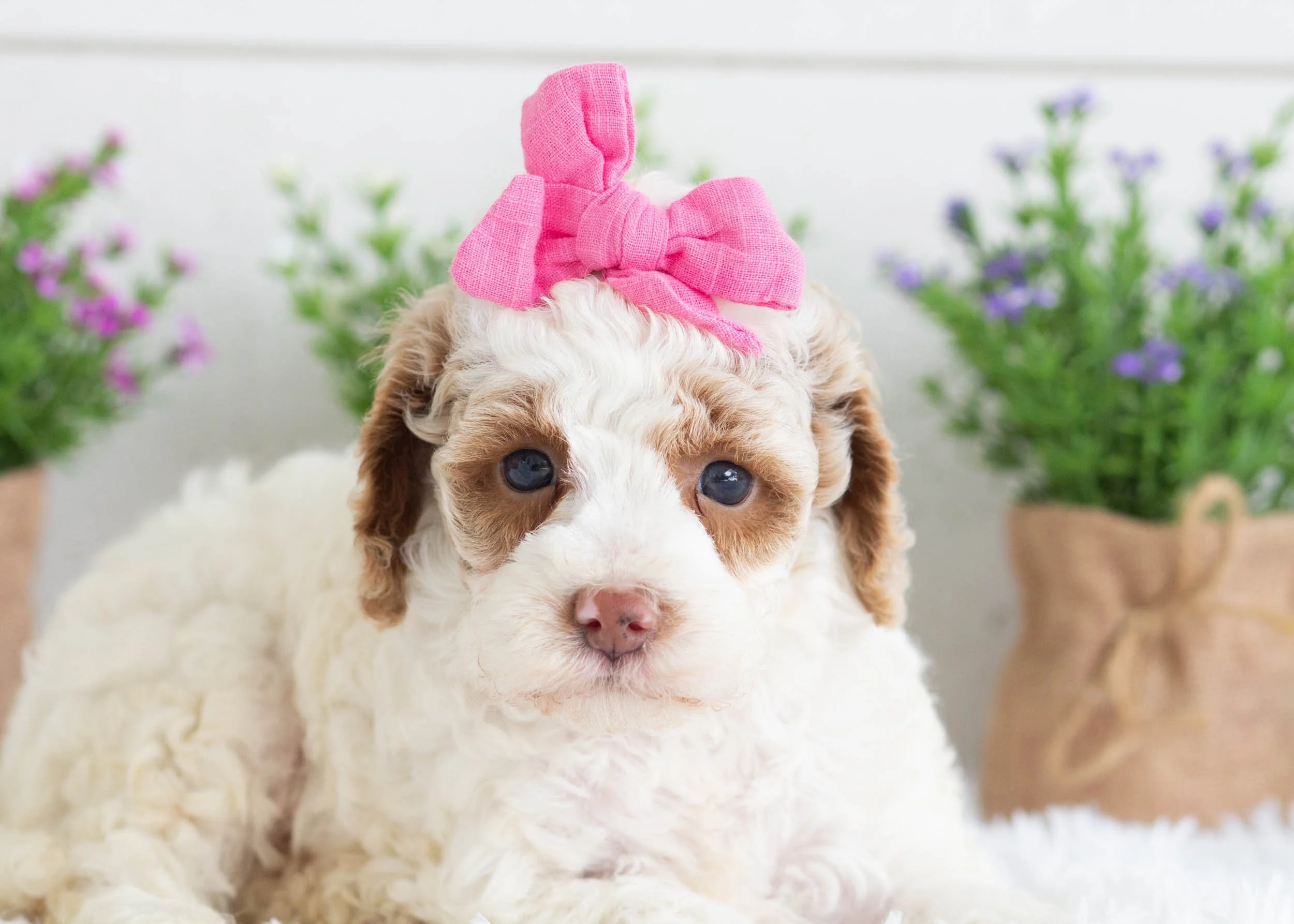 Zara Goldendoodle for sale(1).jpg