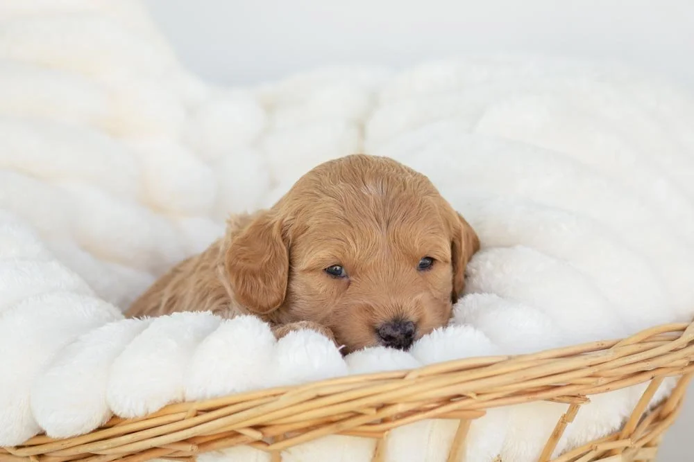 mac goldendoodle for sale.jpg