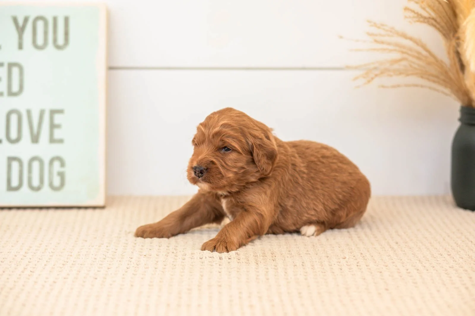Brian goldendoodle for sale(3).jpg