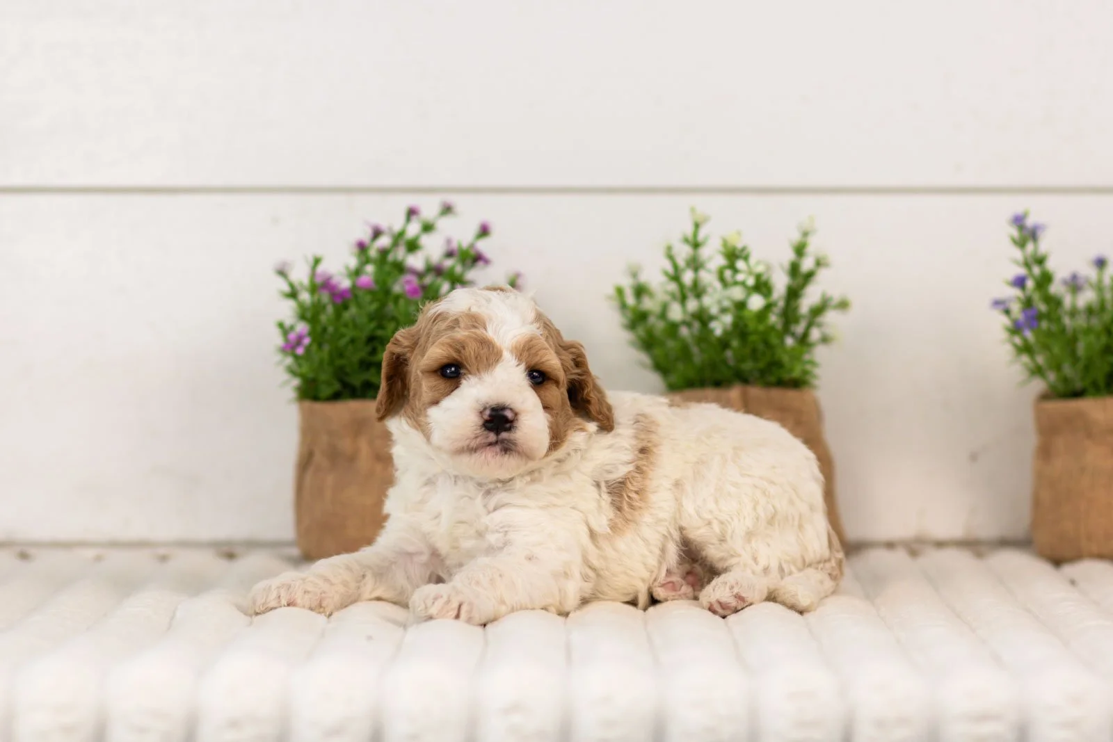 Dixie goldendoodle for sale.jpg
