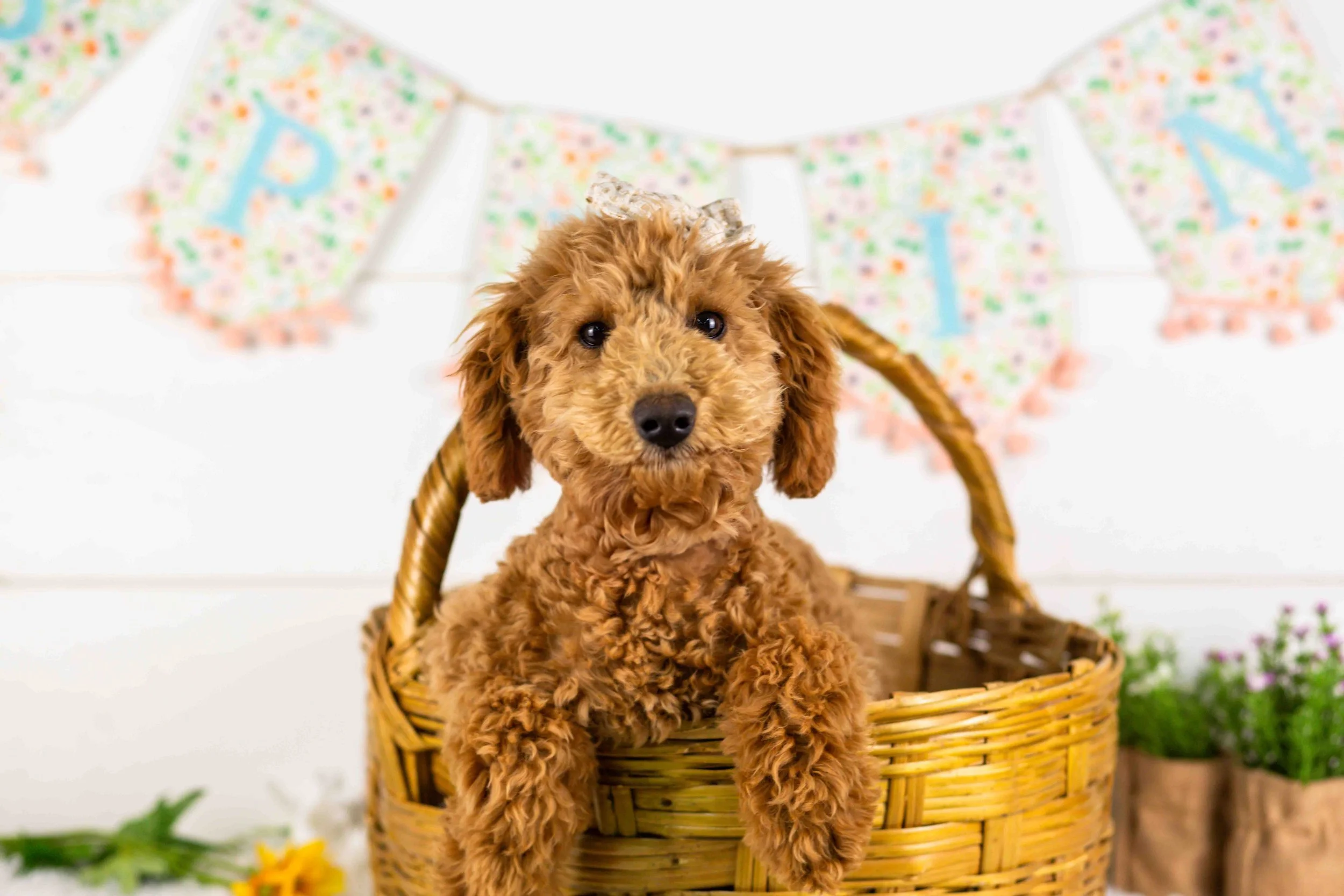 goldendoodle for sale
