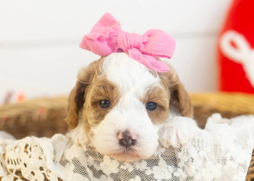 Porsche goldendoodle for sale(2).jpg