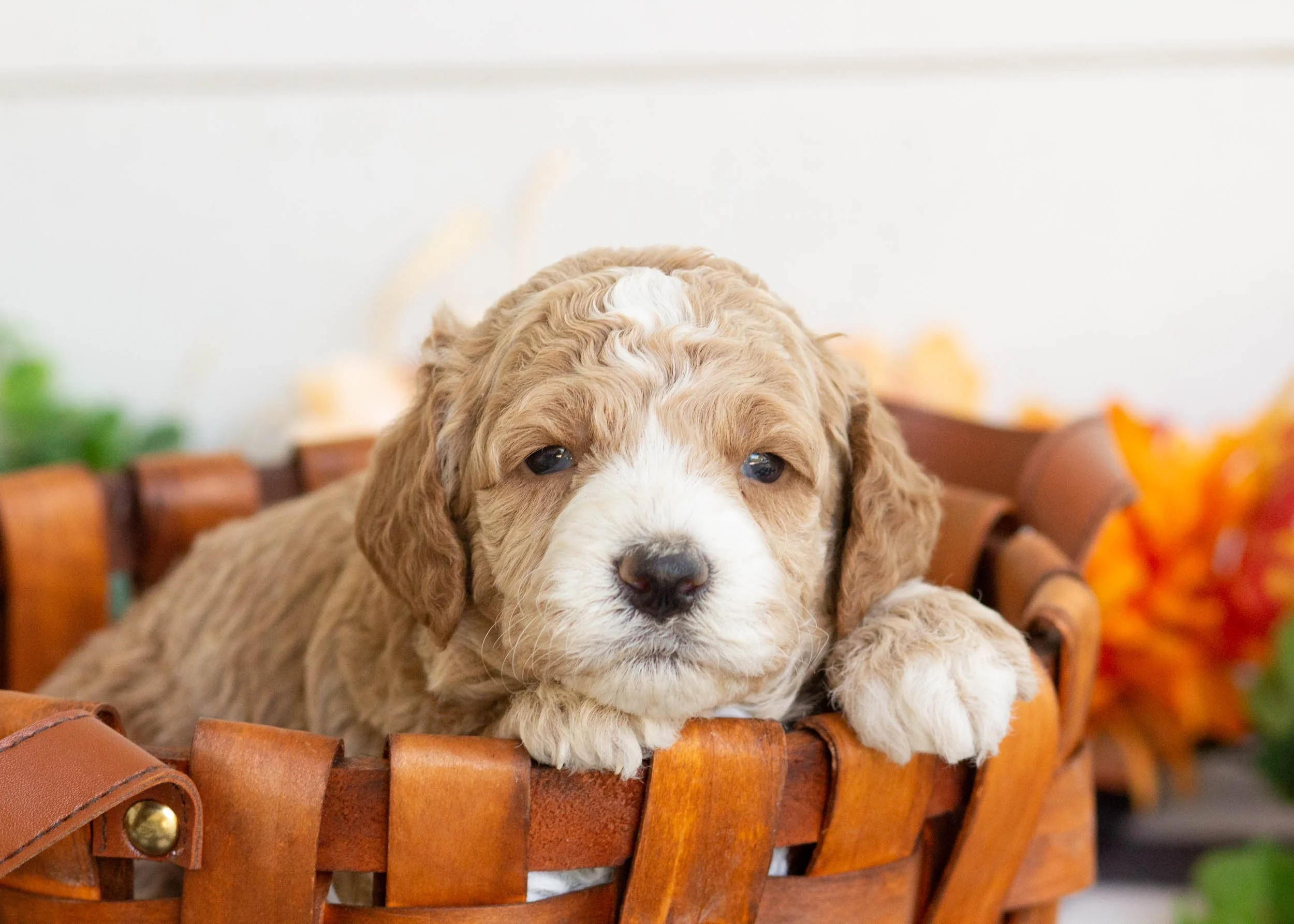 Bambi goldendoodle for sale.jpg