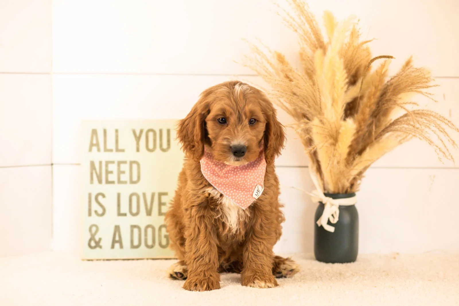 Otis goldendoodle for sale(1).jpg