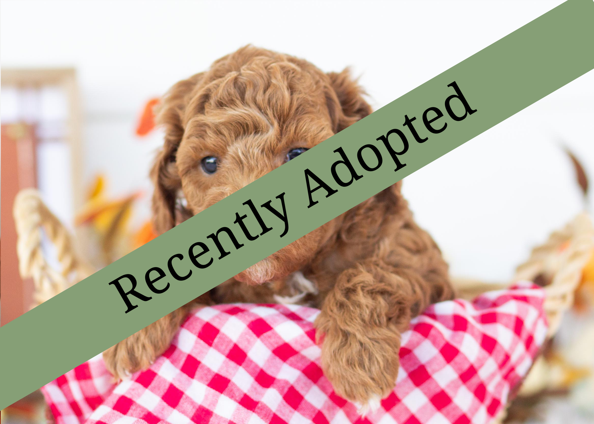 goldendoodle for sale