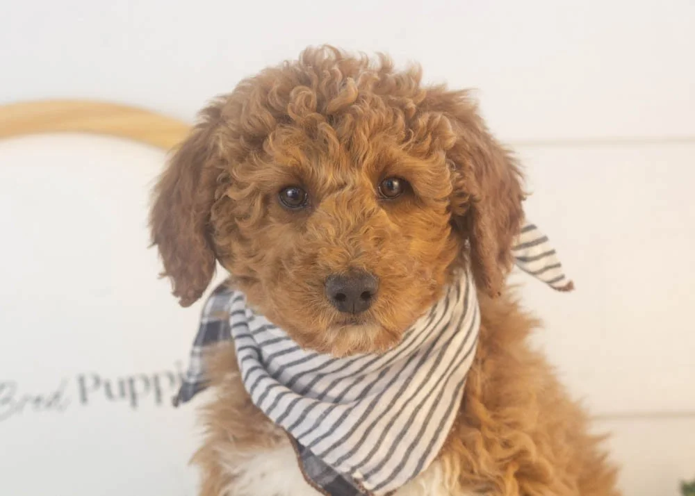 Bandit goldendoodle for sale(1).jpg