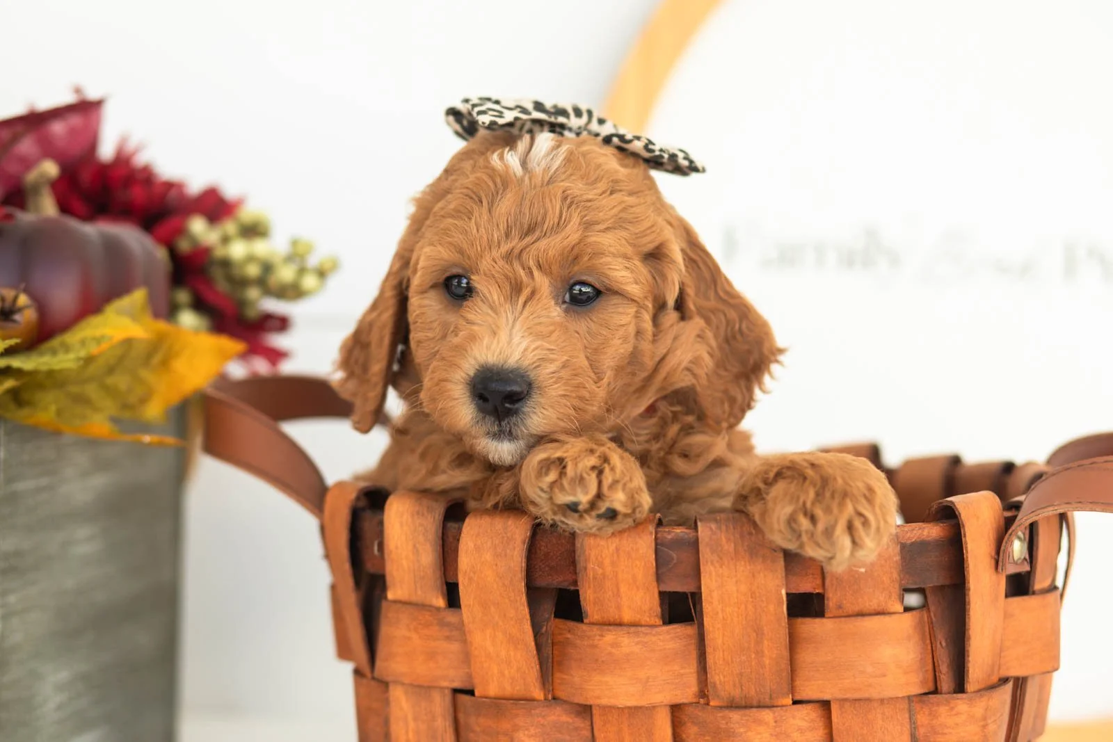 Satin goldendoodle for sale(2).jpg