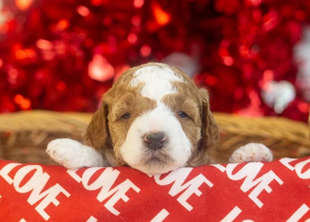 Buzz goldendoodle for sale.jpg