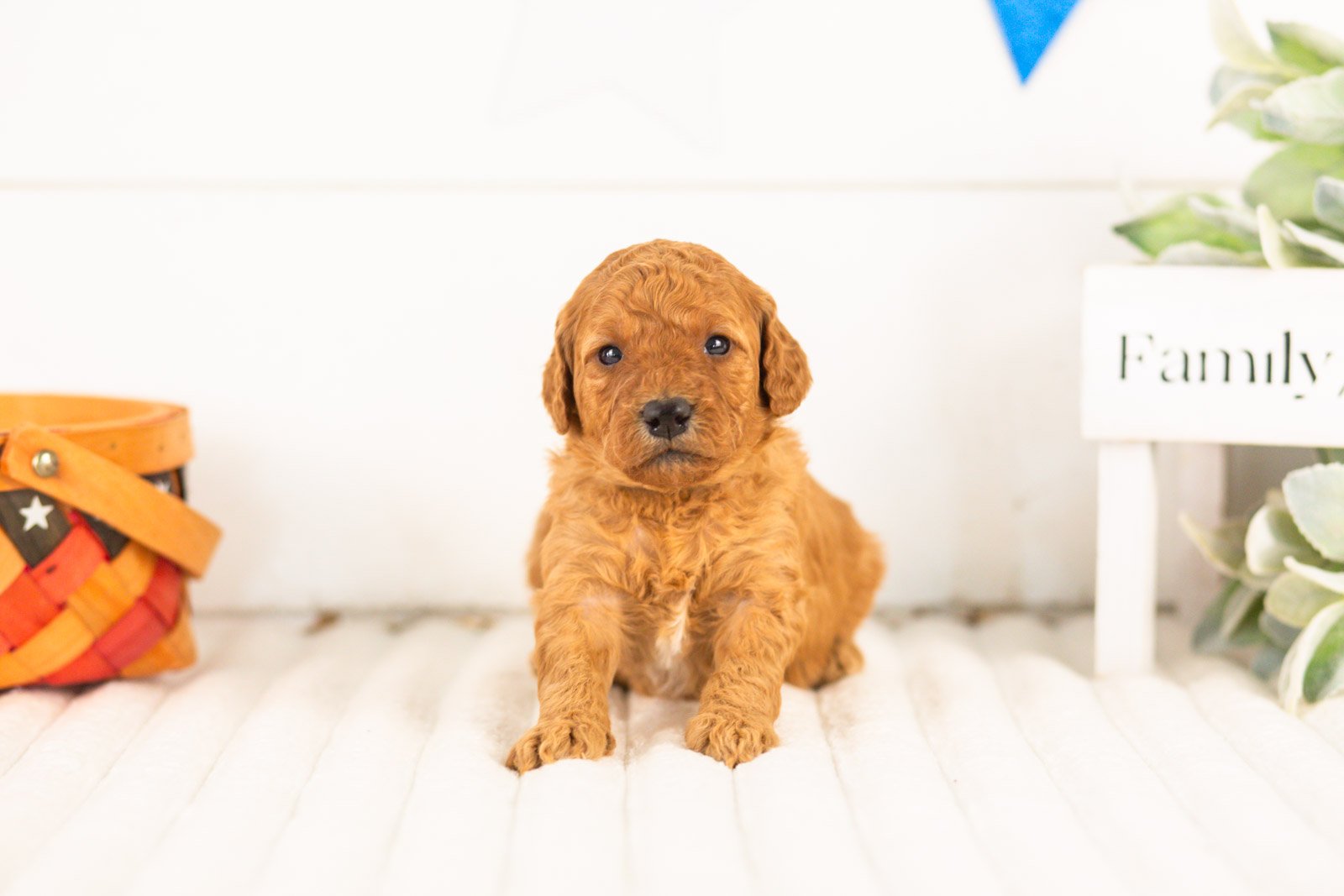 Savannah goldendoodle for sale.jpg