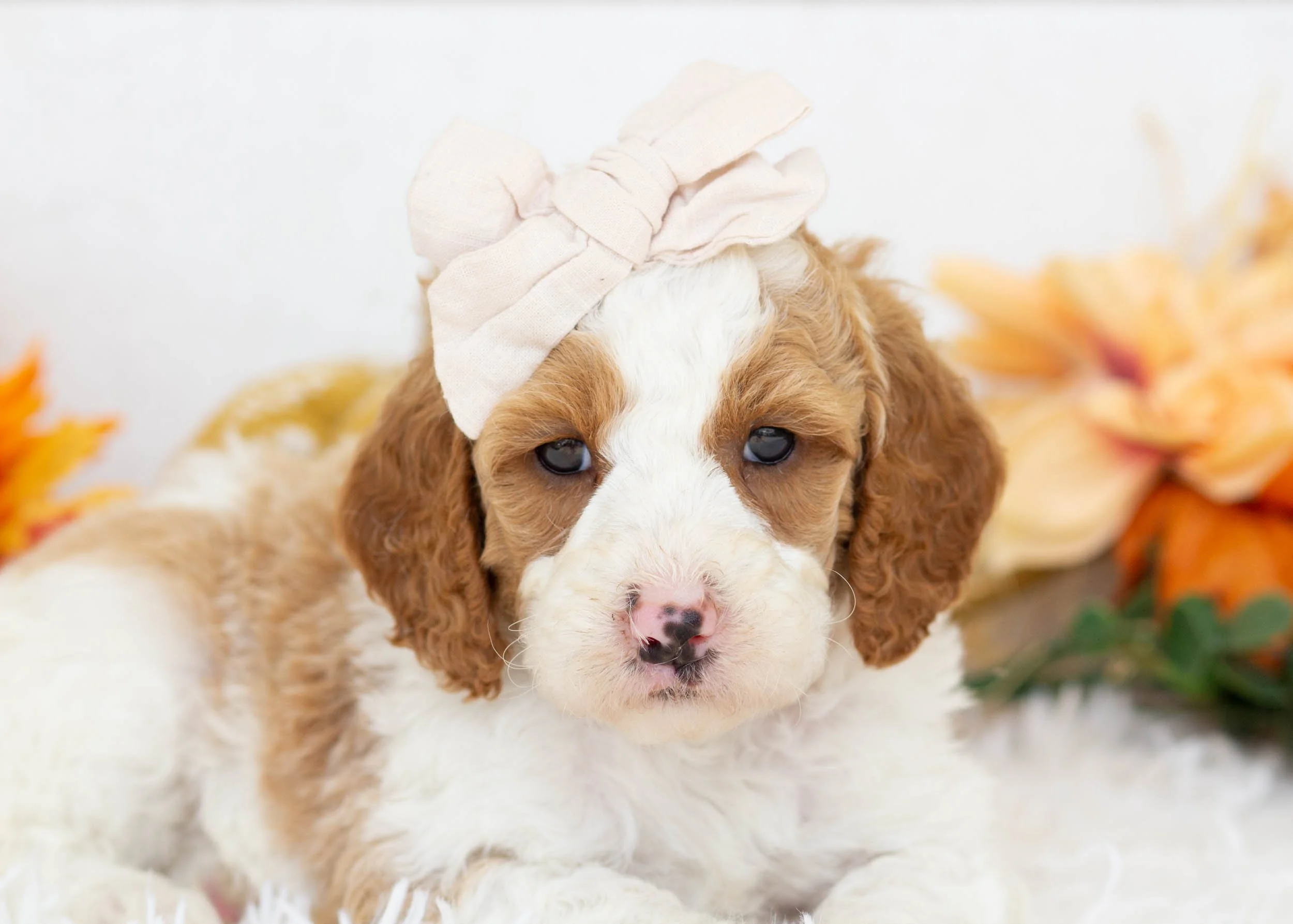Caddie goldendoodle for sale(2).jpg