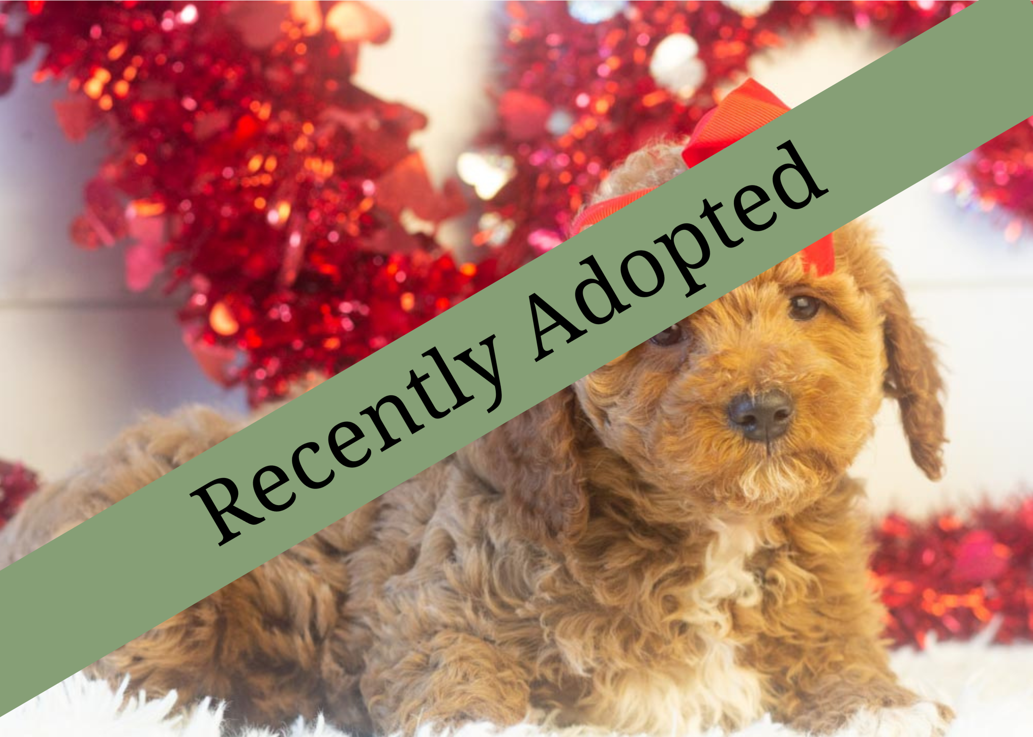 goldendoodle for sale