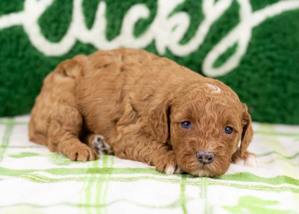 Poppy goldendoodle for sale(3).jpg