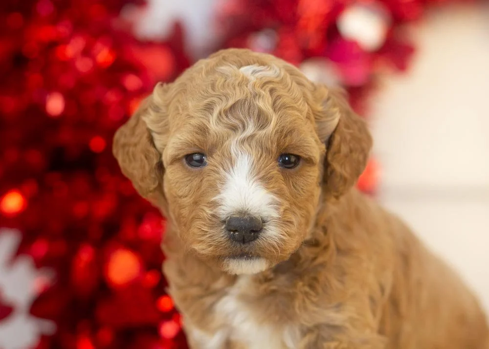 Amore goldendoodle for sale(2).jpg