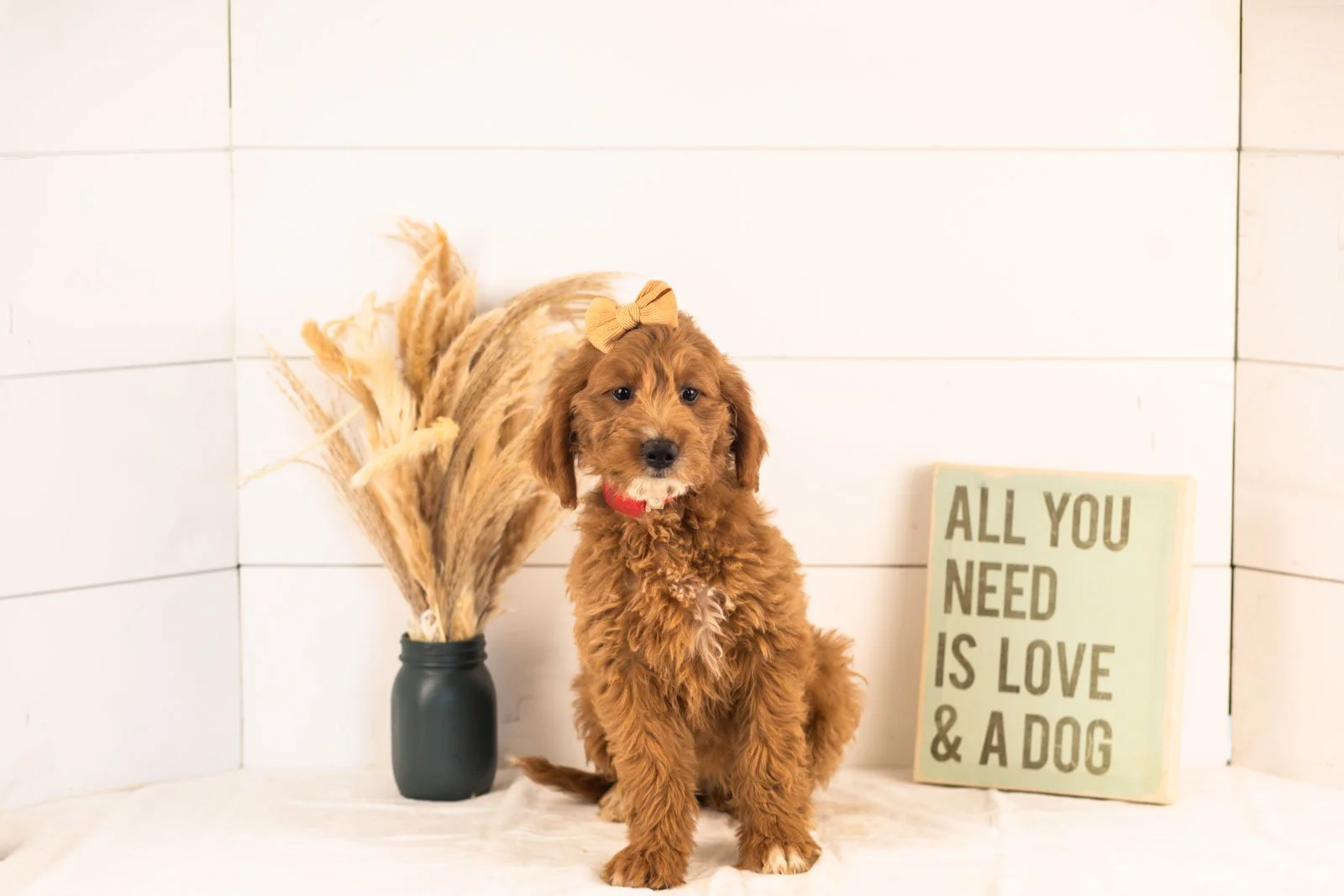 Ophelia goldendoodle for sale(1).jpg