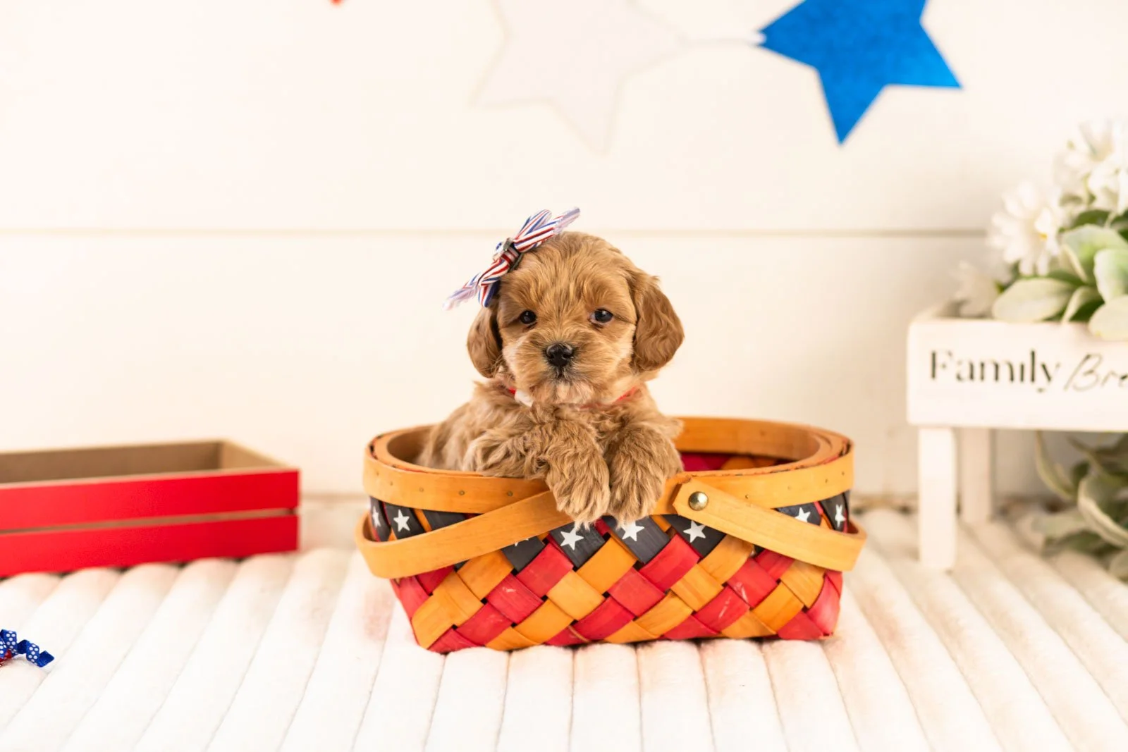 sapphire goldendoodle for sale(3).jpg