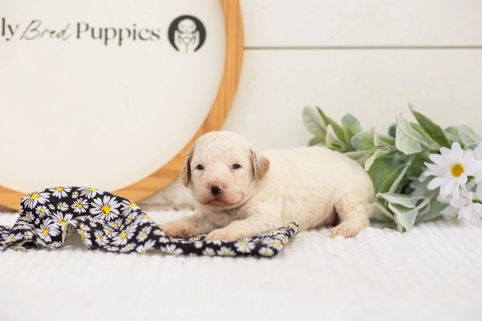 Marcia goldendoodle for sale.jpg