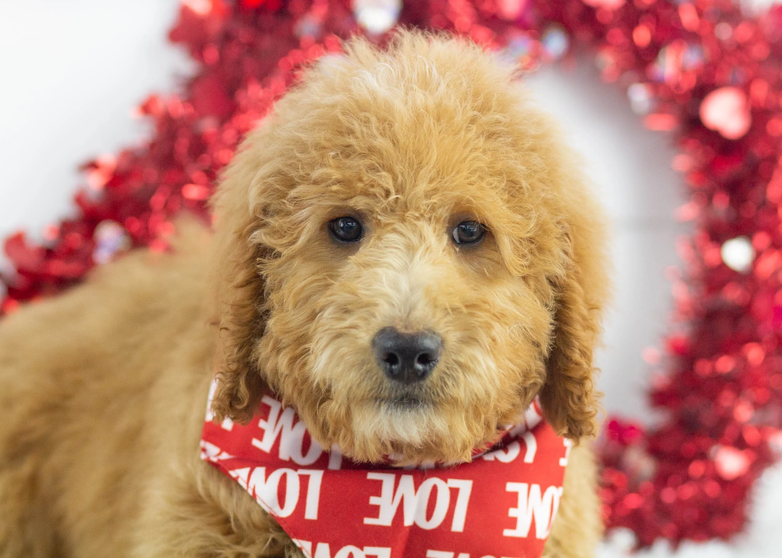 Golden Retriever Goldendoodle Adoption Near Me Golden Retriever