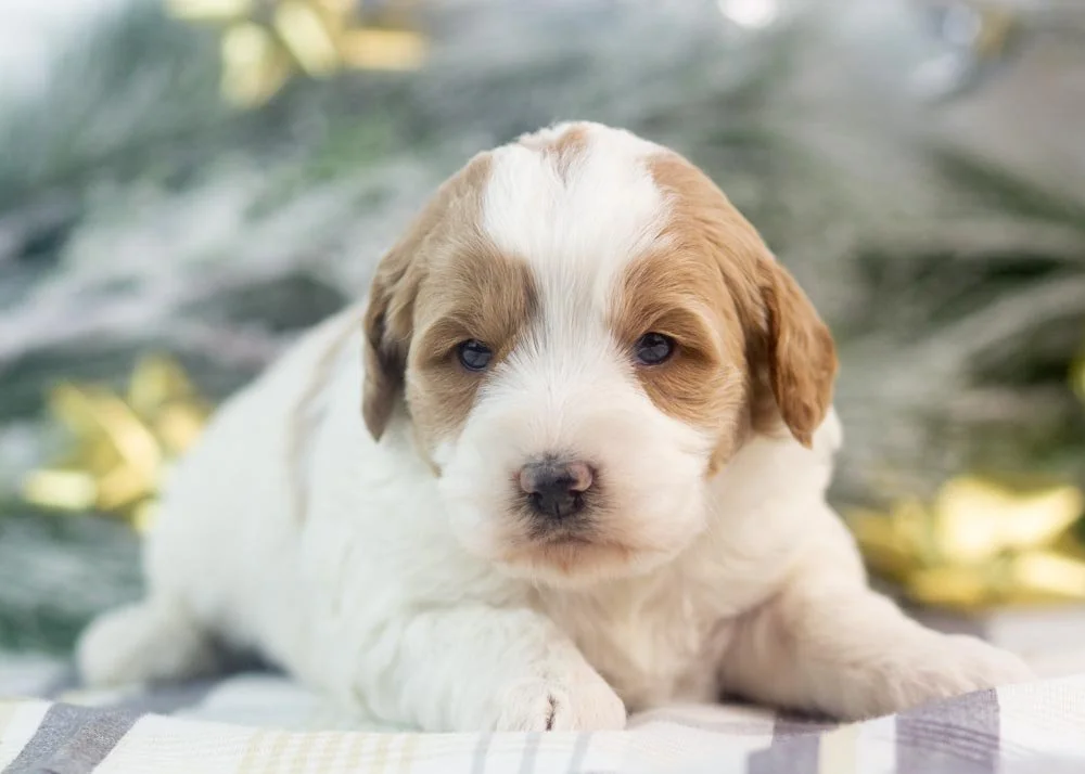 Annie goldendoodle for sale(1).jpg
