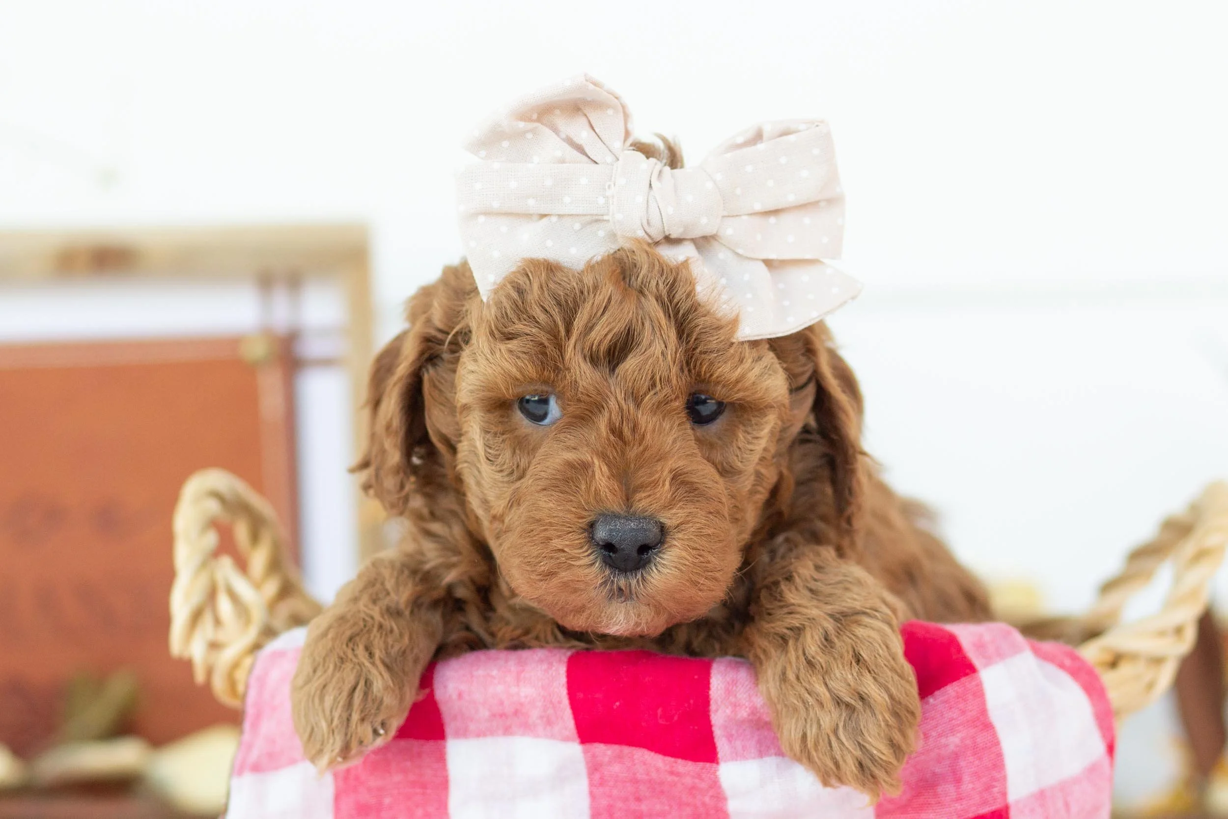 bell goldendoodle for sale(3).jpg